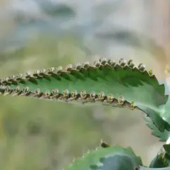 Sok z żyworódki: Zrób go sam! Bezpieczny przepis i dawkowanie.
