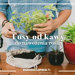 Fusy z kawy: Nawóz idealny? Które rośliny go pokochają, a które nie?