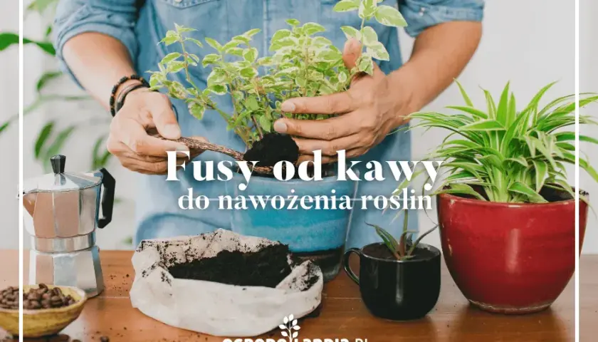 Fusy z kawy: Nawóz idealny? Które rośliny go pokochają, a które nie?