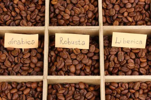 różne ziarna kawy arabica robusta